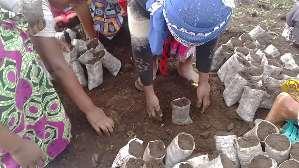 20 000 Plantules : L'Espoir Vert de KIBUMBA au Nord-Kivu